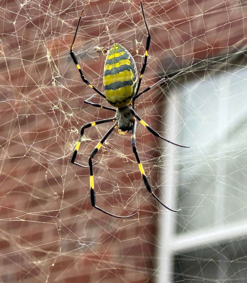 Joro Spiders Are Adding To The Confusion Joro Spiders Are Adding To The Confusion