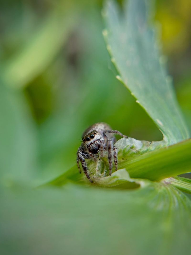Jumping Spiders Patrol Plants For Tiny Pests Jumping Spiders Patrol Plants For Tiny Pests