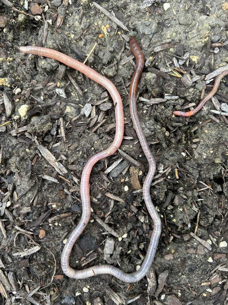 Jumping Worms Are Reshaping Soil Across Massachusetts Yards