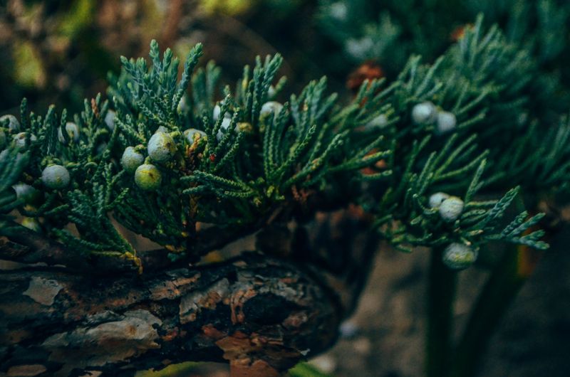 Juniper Oils Catch Fire Fast Juniper Oils Catch Fire Fast