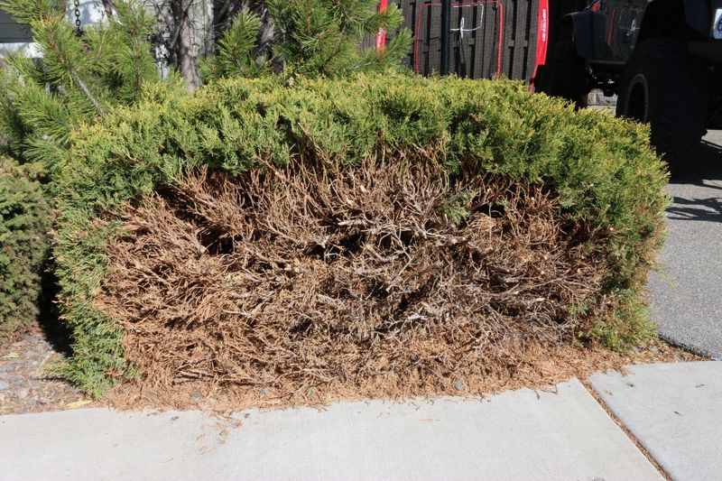 Juniper Shrubs Can Burn Hotter Than Expected