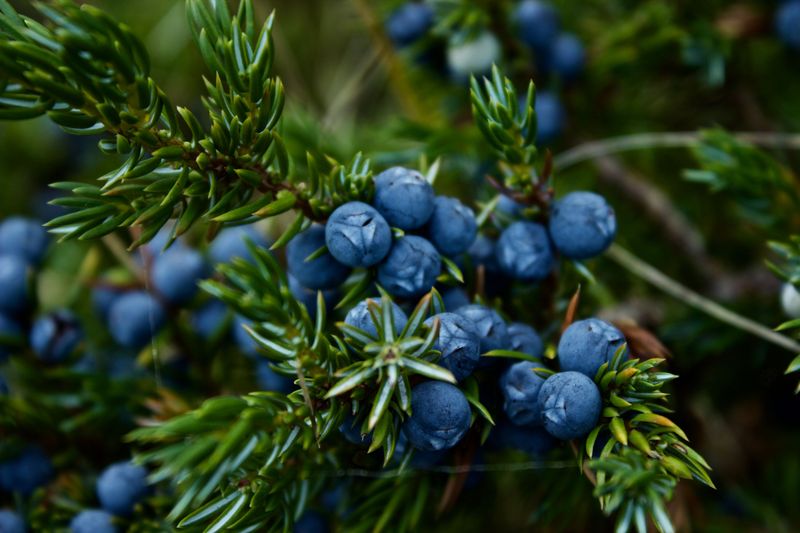 Juniper Juniper