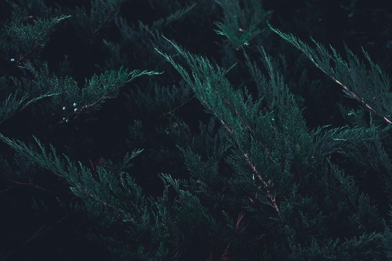 Junipers Ignite Hotter Than Most Shrubs Junipers Ignite Hotter Than Most Shrubs