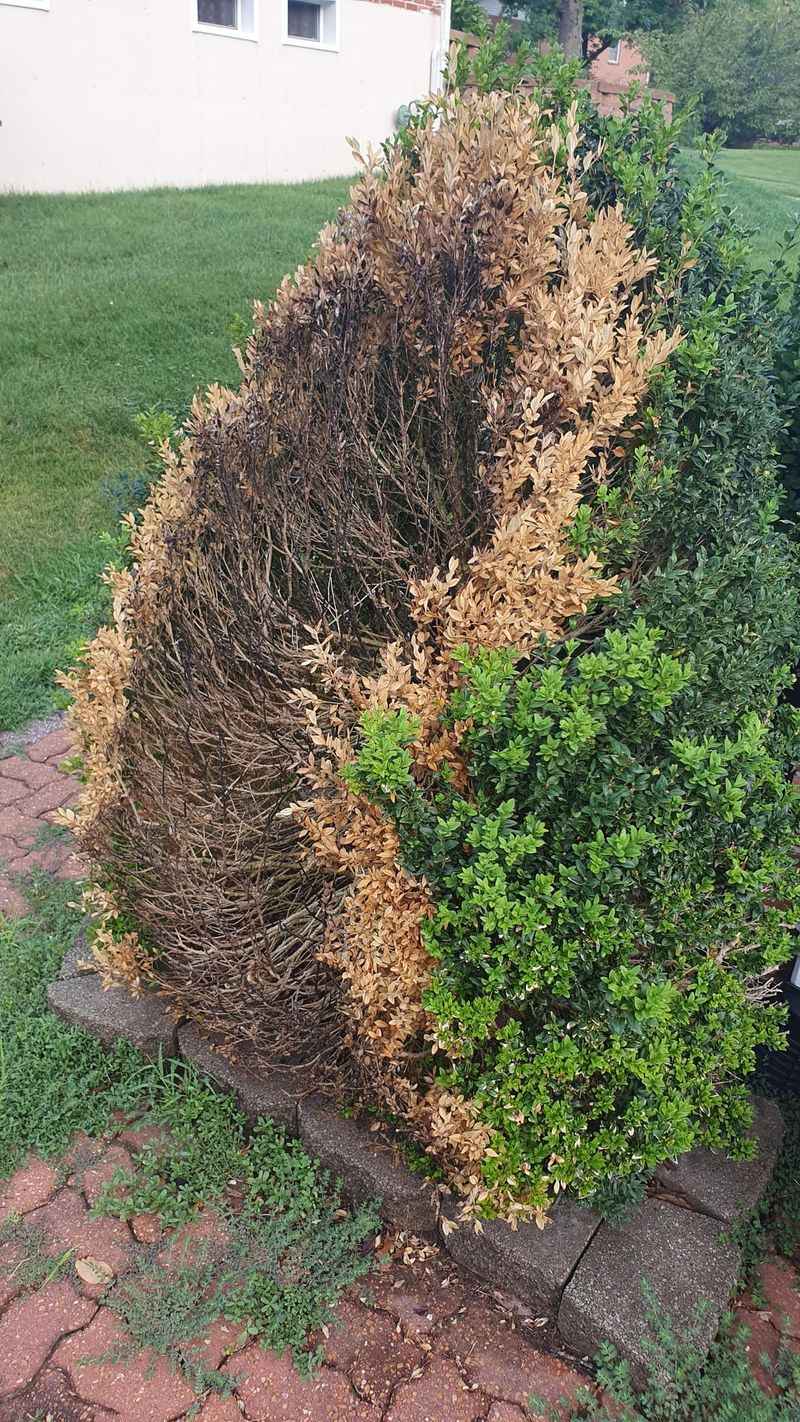 Junipers Packing More Firepower Than They Look Junipers Packing More Firepower Than They Look