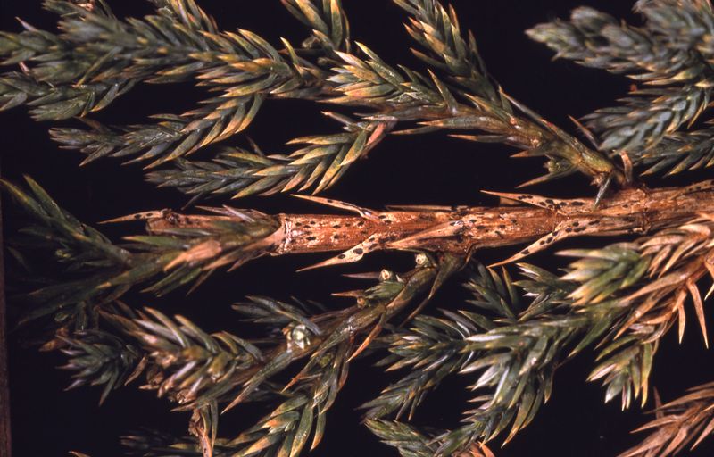 Junipers With Twig Blight Need Targeted Pruning