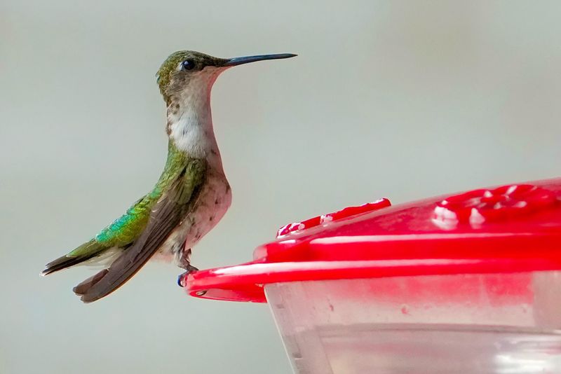 Juvenile Hummingbirds And Their Later Departure