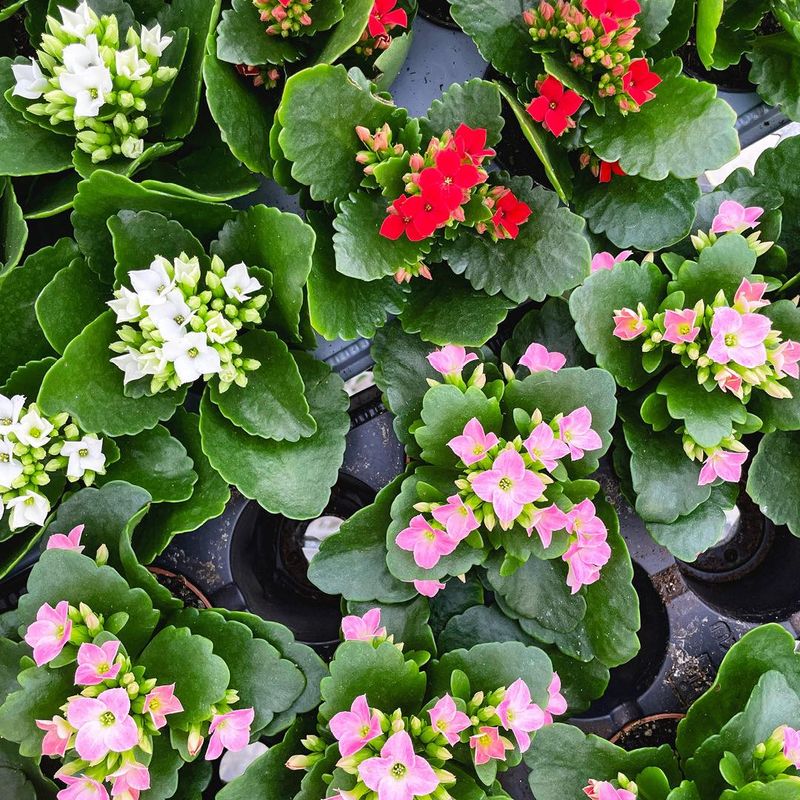 Kalanchoe Kalanchoe