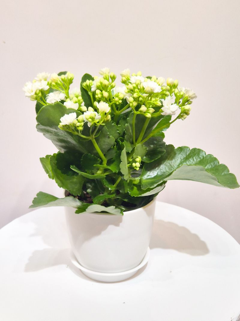 Kalanchoe