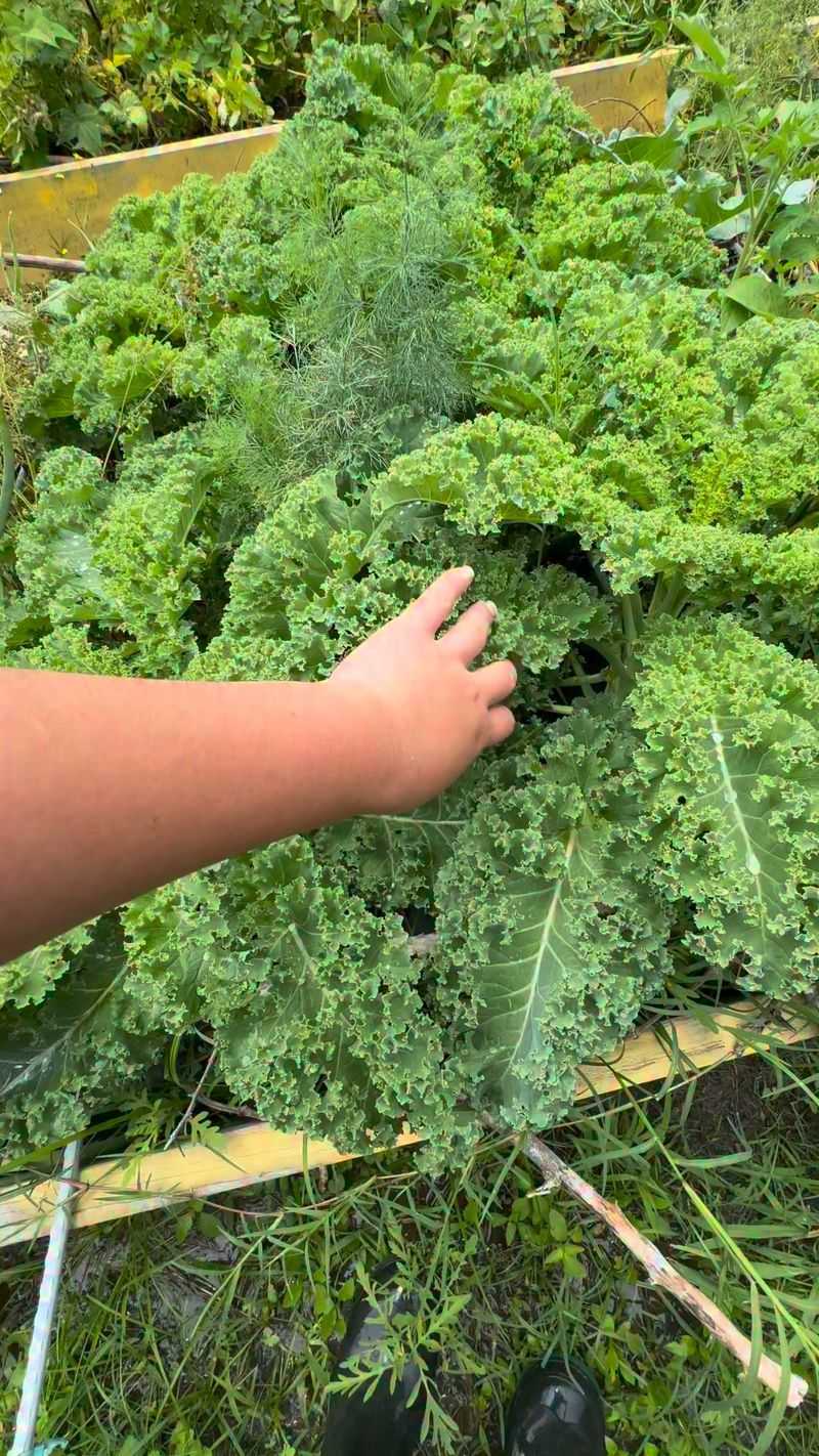 Kale Kale