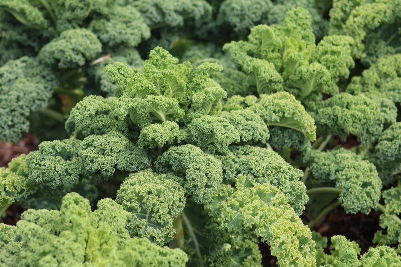 Kale Kale