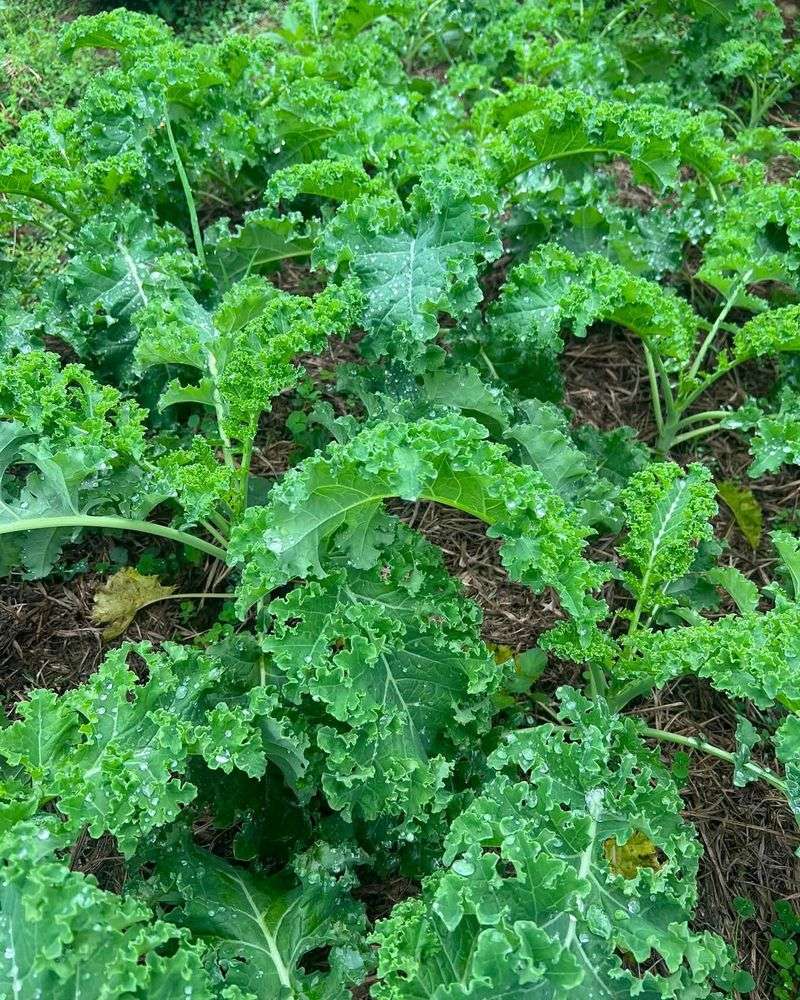 Kale