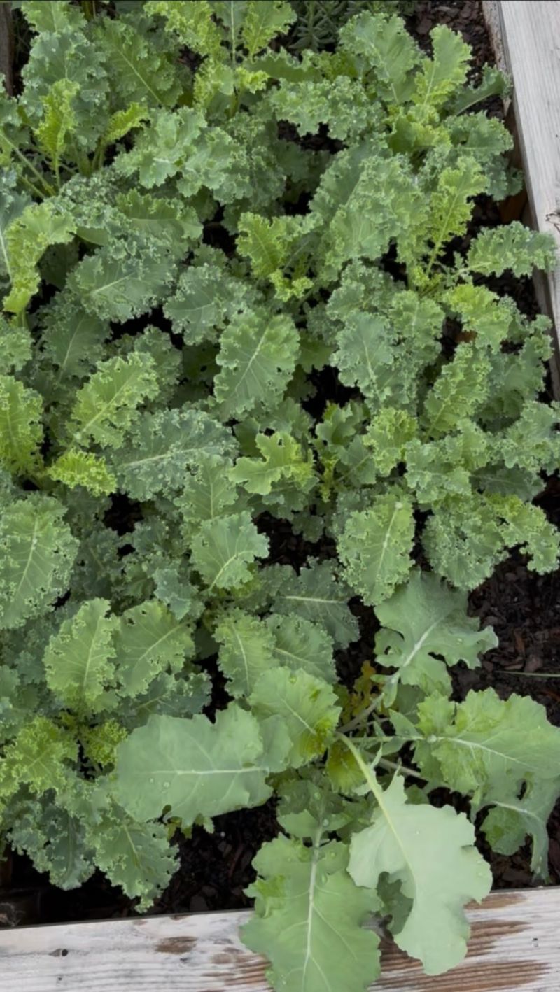 Kale Can Carry The Garden Into Fall Kale Can Carry The Garden Into Fall