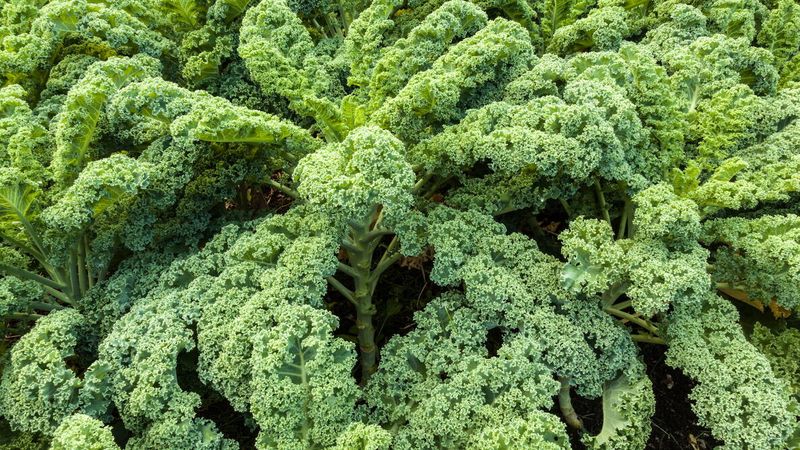 Kale Establishes Well During The Late-Summer Planting Window