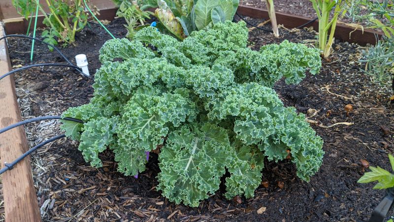 Kale Gets A Head Start On Cooler Weather