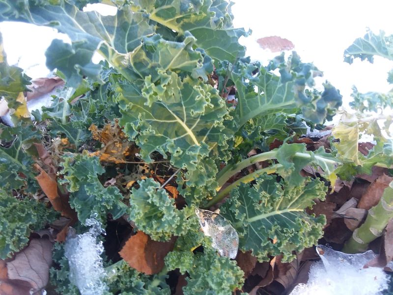 Kale Gets Sweeter After A Light Frost