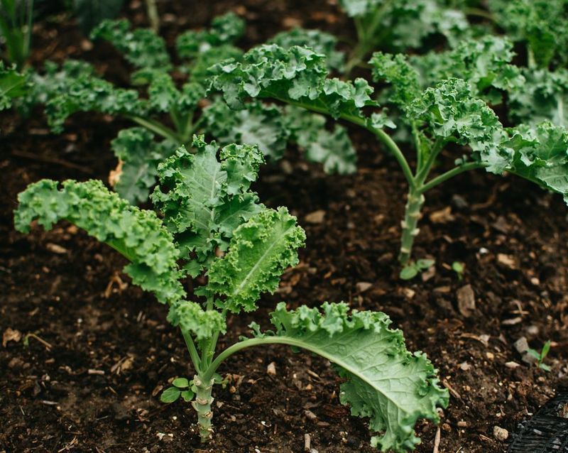 Kale Gets Sweeter As It Cools Kale Gets Sweeter As It Cools