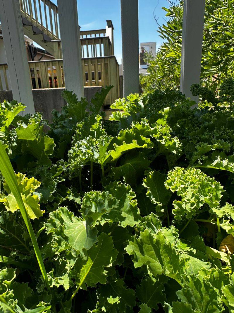 Kale Getting A Head Start On Cooler Weather Kale Getting A Head Start On Cooler Weather
