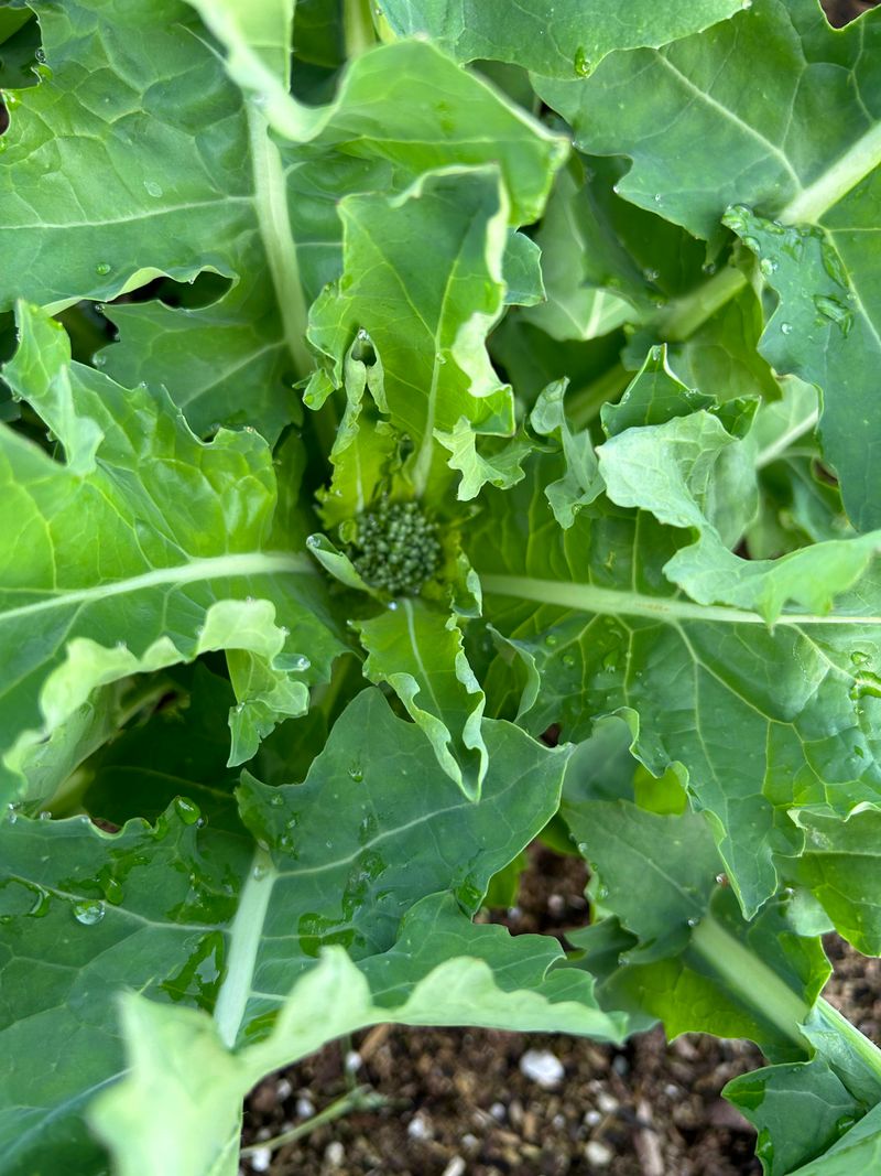 Kale Growing Stronger As Nights Cool Down Kale Growing Stronger As Nights Cool Down