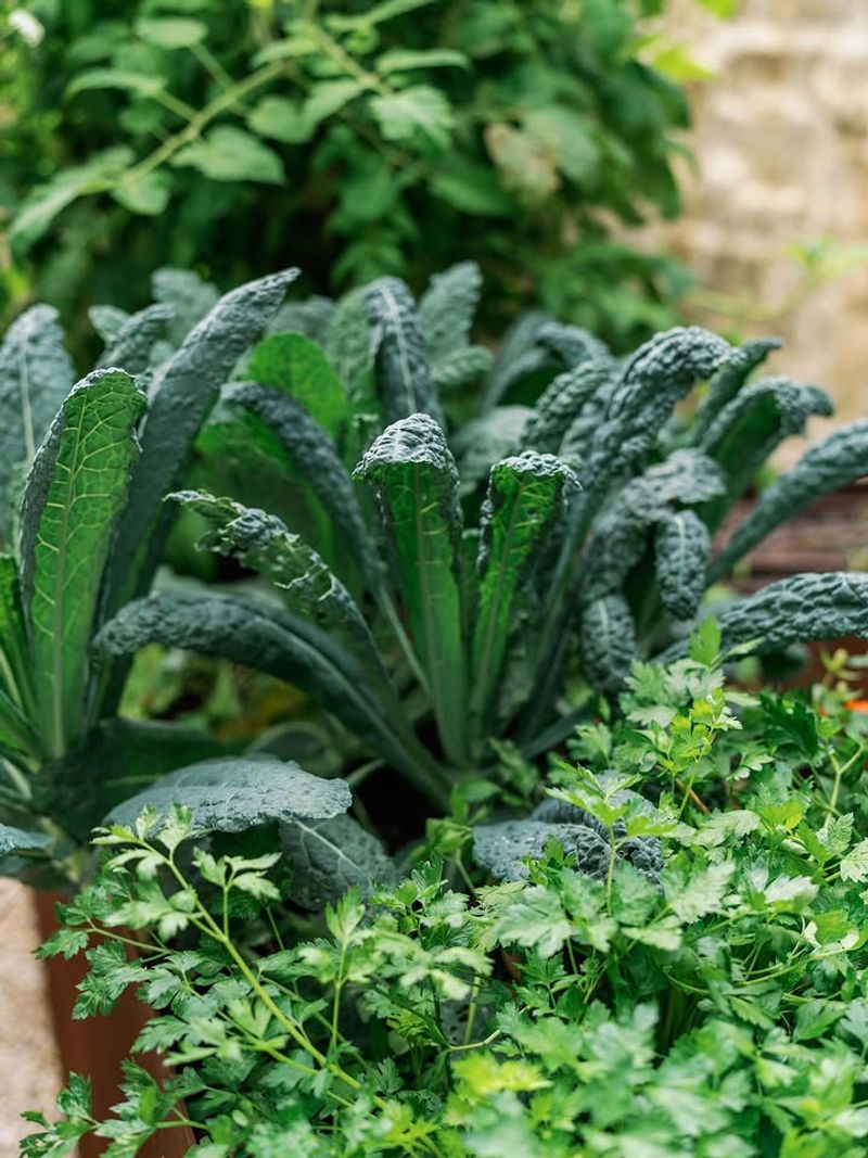 Kale Grows Well As Days Become Milder Kale Grows Well As Days Become Milder