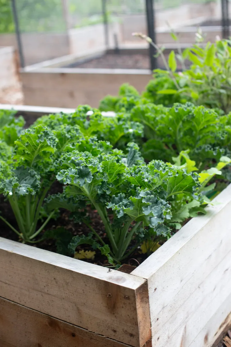 Kale Is Ready For The Fall Growing Season