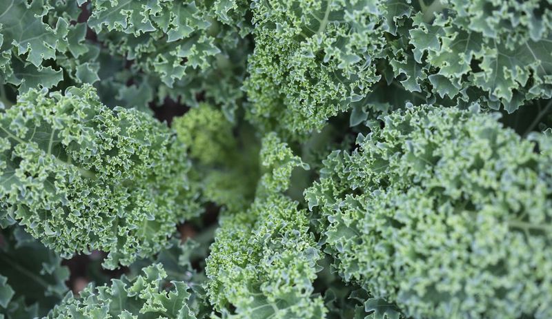 Kale Keeps Producing Through Light Frost Kale Keeps Producing Through Light Frost