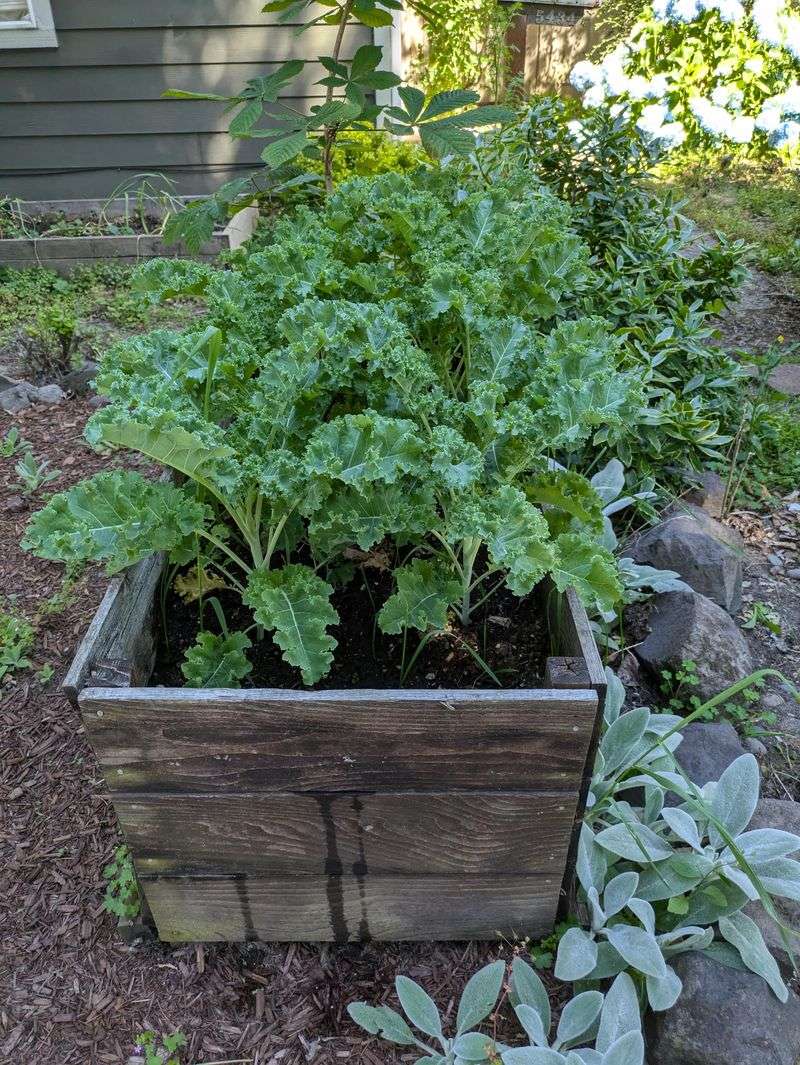 Kale Performs Well As Temperatures Begin To Ease Kale Performs Well As Temperatures Begin To Ease