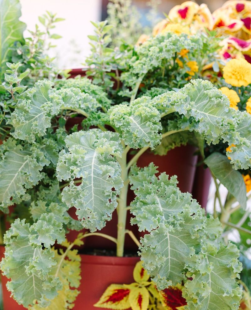 Kale Produces Tender Leaves During Cooler Weather