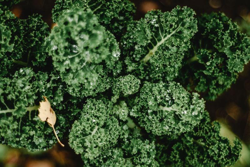 Kale Kale
