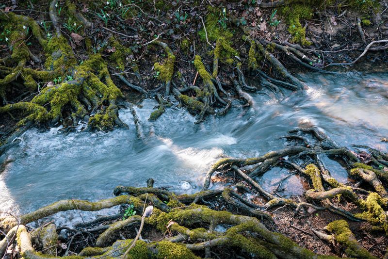 Karst Soil Drains Water Away Too Quickly For Roots Karst Soil Drains Water Away Too Quickly For Roots
