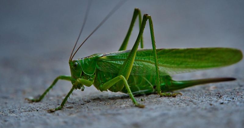 Katydids Are Calling For Mates After Dark