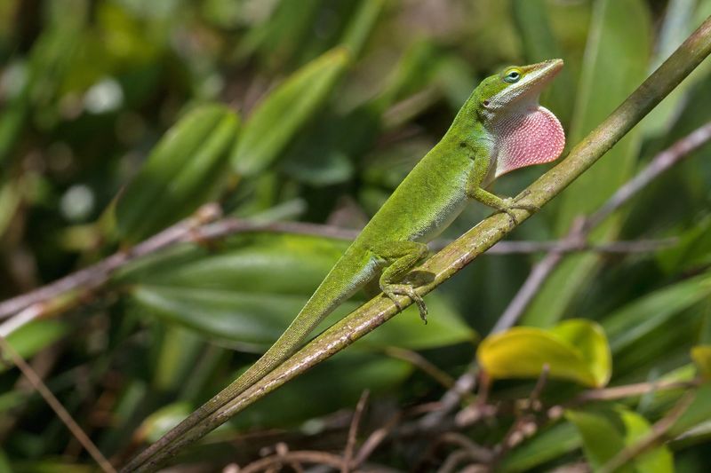 Keep A Few Insects Around Instead Of Wiping Out The Food Supply