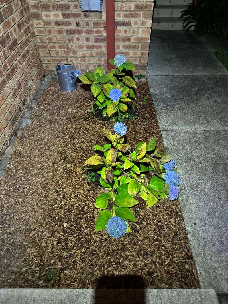 Keep Afternoon Heat From Draining The Plant Too Fast