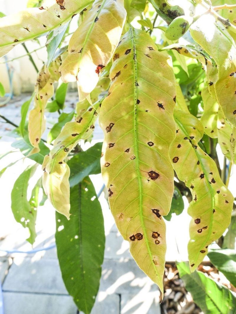 Keep Anthracnose From Taking Over New Growth Keep Anthracnose From Taking Over New Growth