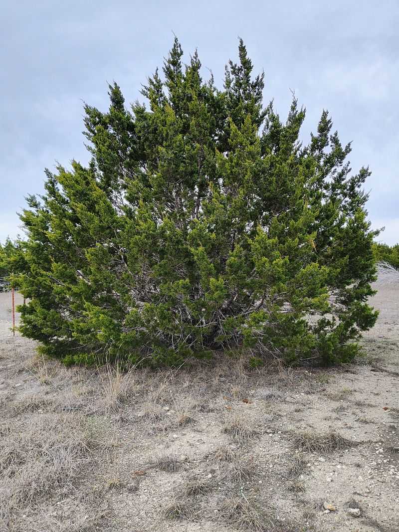 Keep Ashe Juniper Away From The House Keep Ashe Juniper Away From The House