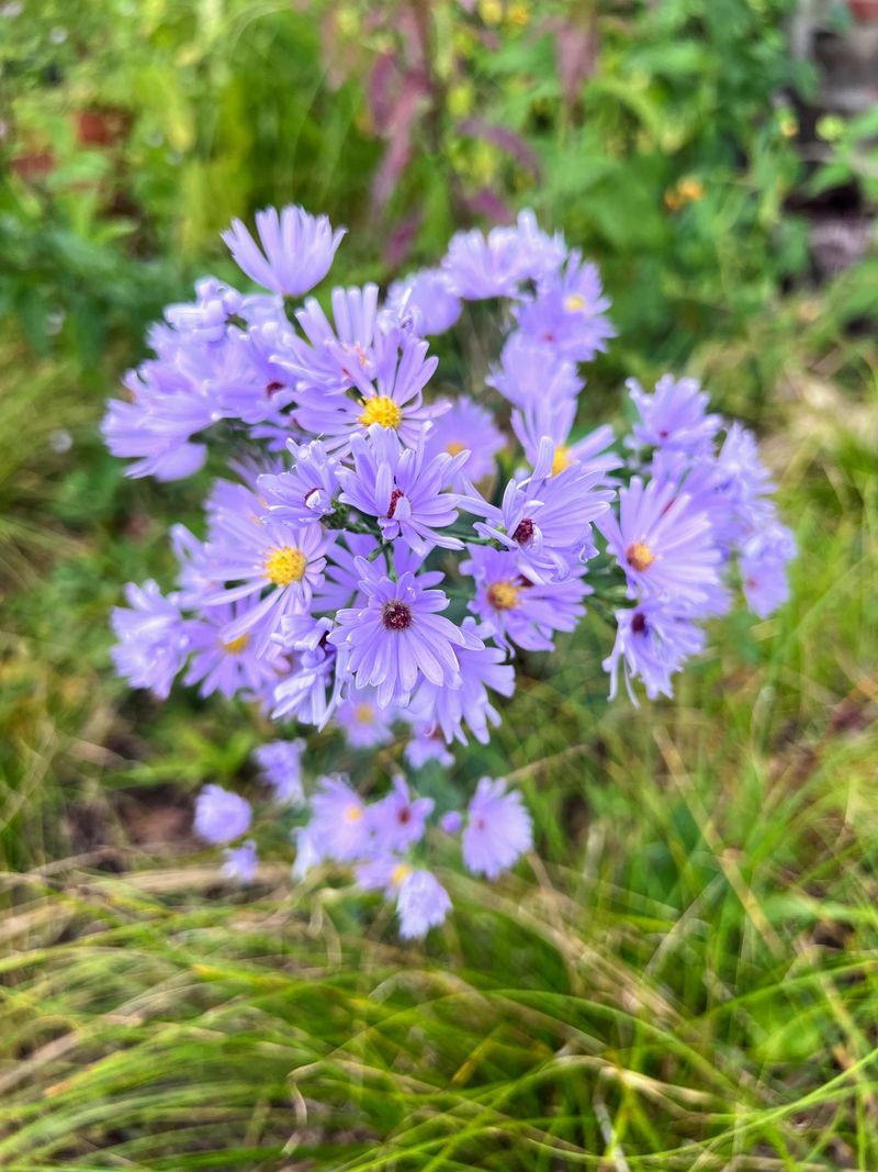 Keep Aster Seedheads Through Fall Keep Aster Seedheads Through Fall