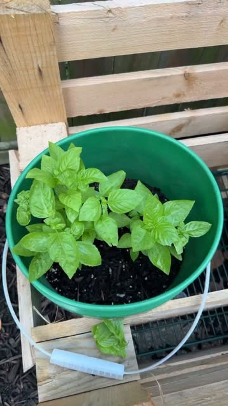 Keep Basil In Bright Morning Shade Keep Basil In Bright Morning Shade