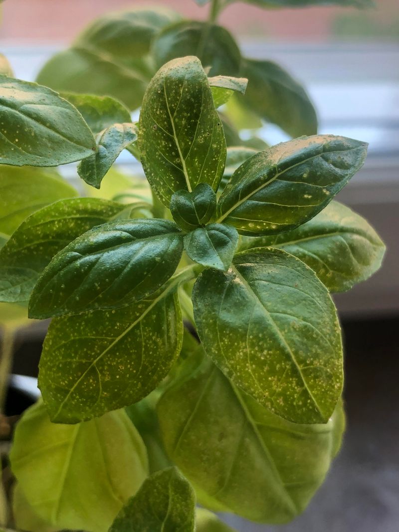 Keep Basil Near Summer Beds Keep Basil Near Summer Beds