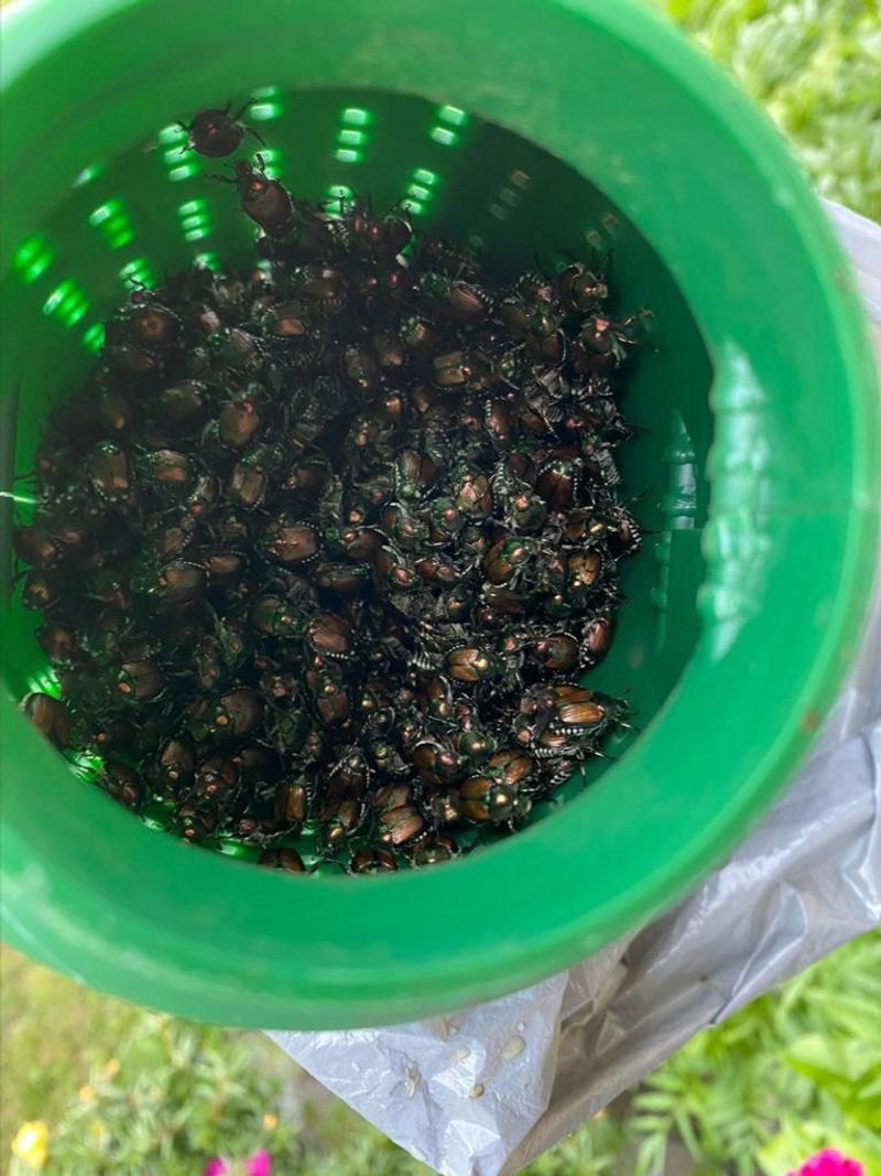 Keep Beetle Traps Away From Roses Keep Beetle Traps Away From Roses