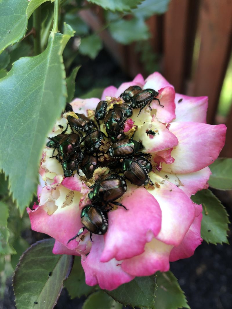 Keep Beetle Traps Away From The Roses