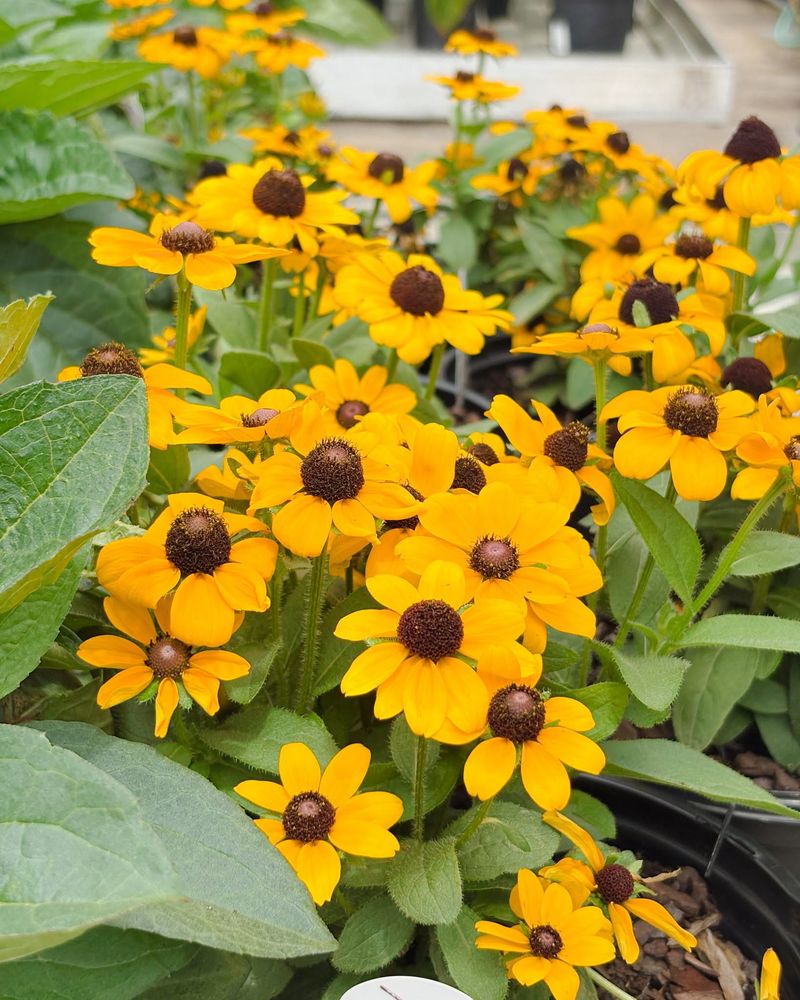 Keep Black-Eyed Susan Stems Upright Keep Black-Eyed Susan Stems Upright