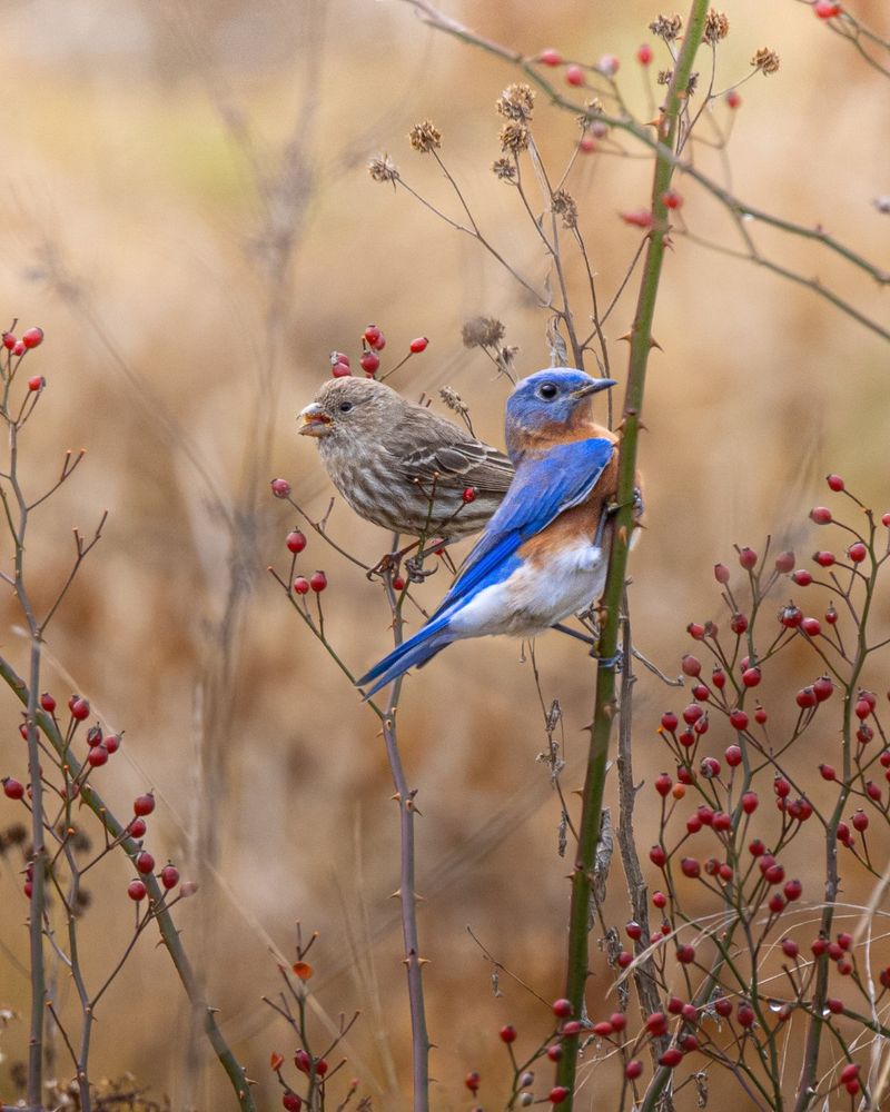 Keep Broad Insecticides Away From Habitat Keep Broad Insecticides Away From Habitat
