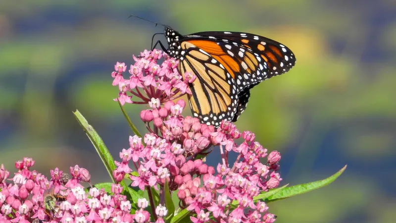 Keep Butterfly Host Plants And Other Nectar Flowers Nearby