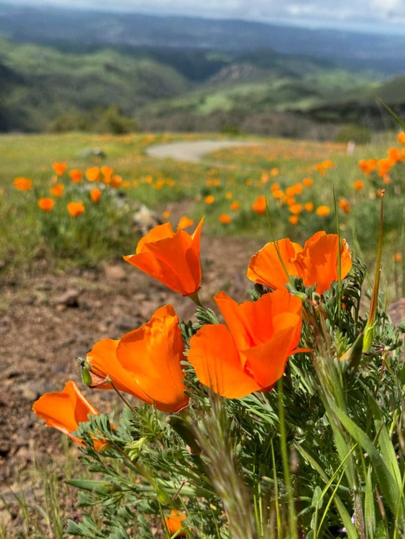 Keep California Poppies In The Mix