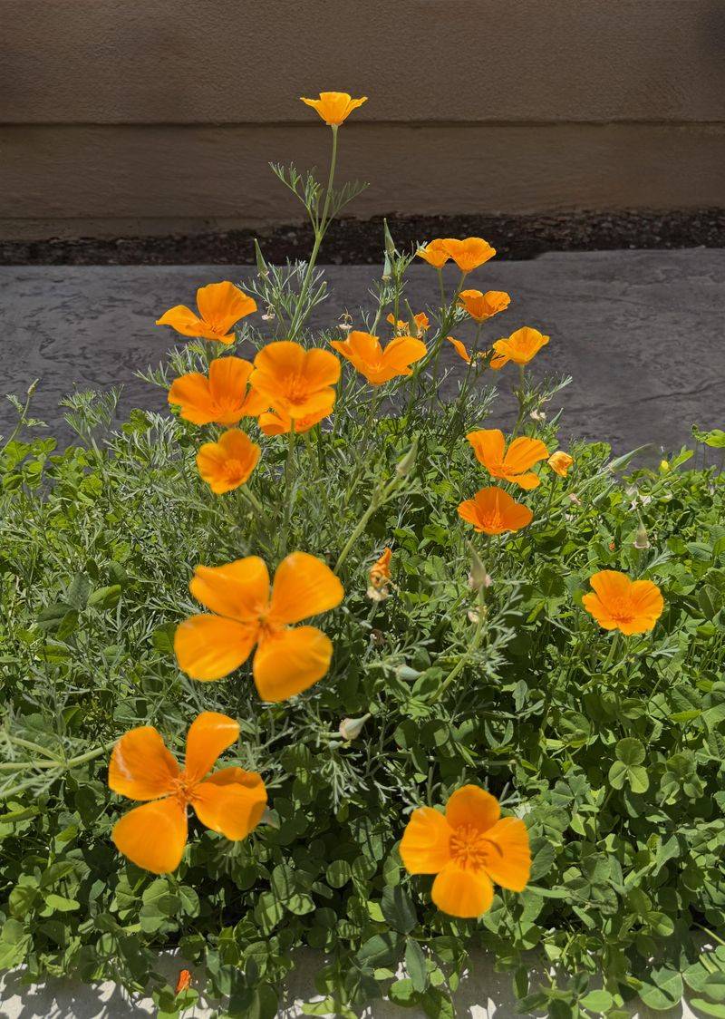 Keep California Poppy In Lean Ground Keep California Poppy In Lean Ground