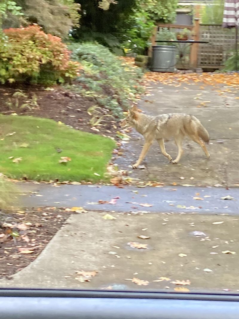 Keep Cats Indoors And Supervise Small Dogs Keep Cats Indoors And Supervise Small Dogs