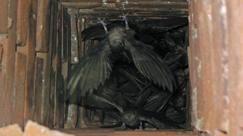 Keep Chimneys Safe For Swifts