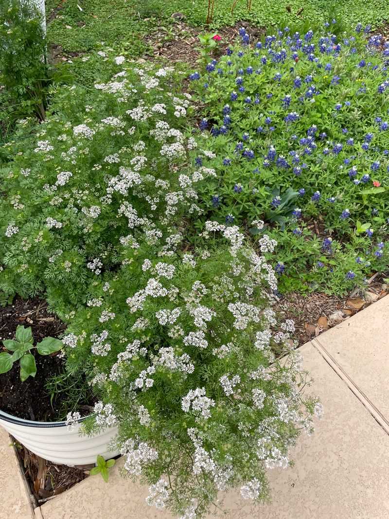 Keep Cilantro Past The Harvest