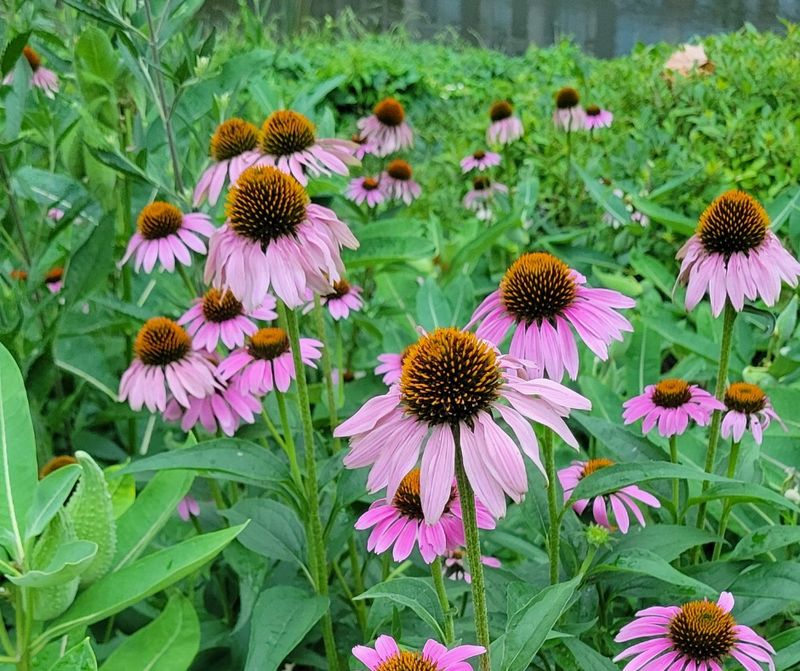 Keep Coneflower Blooming Into August