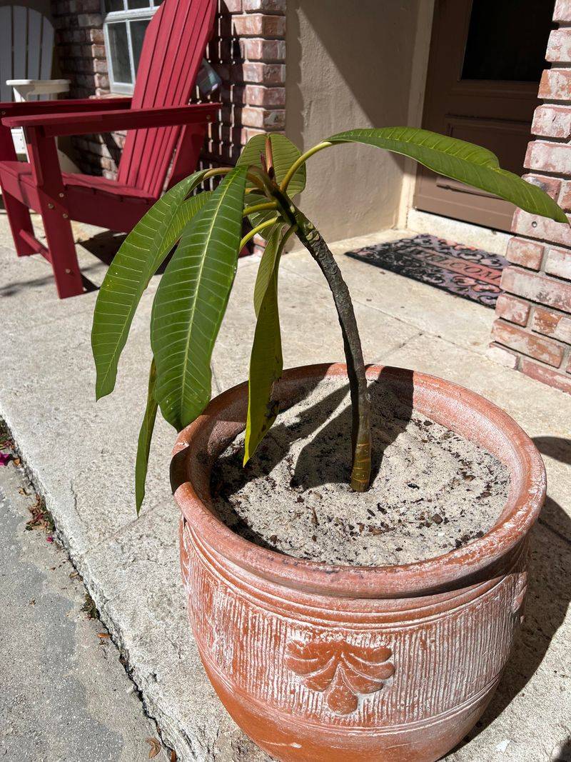 Keep Containers Out Of Standing Water