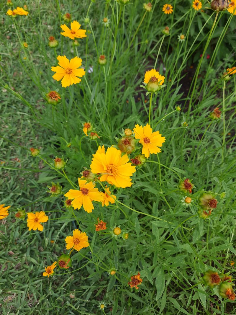 Keep Coreopsis Seedheads Above The Snow